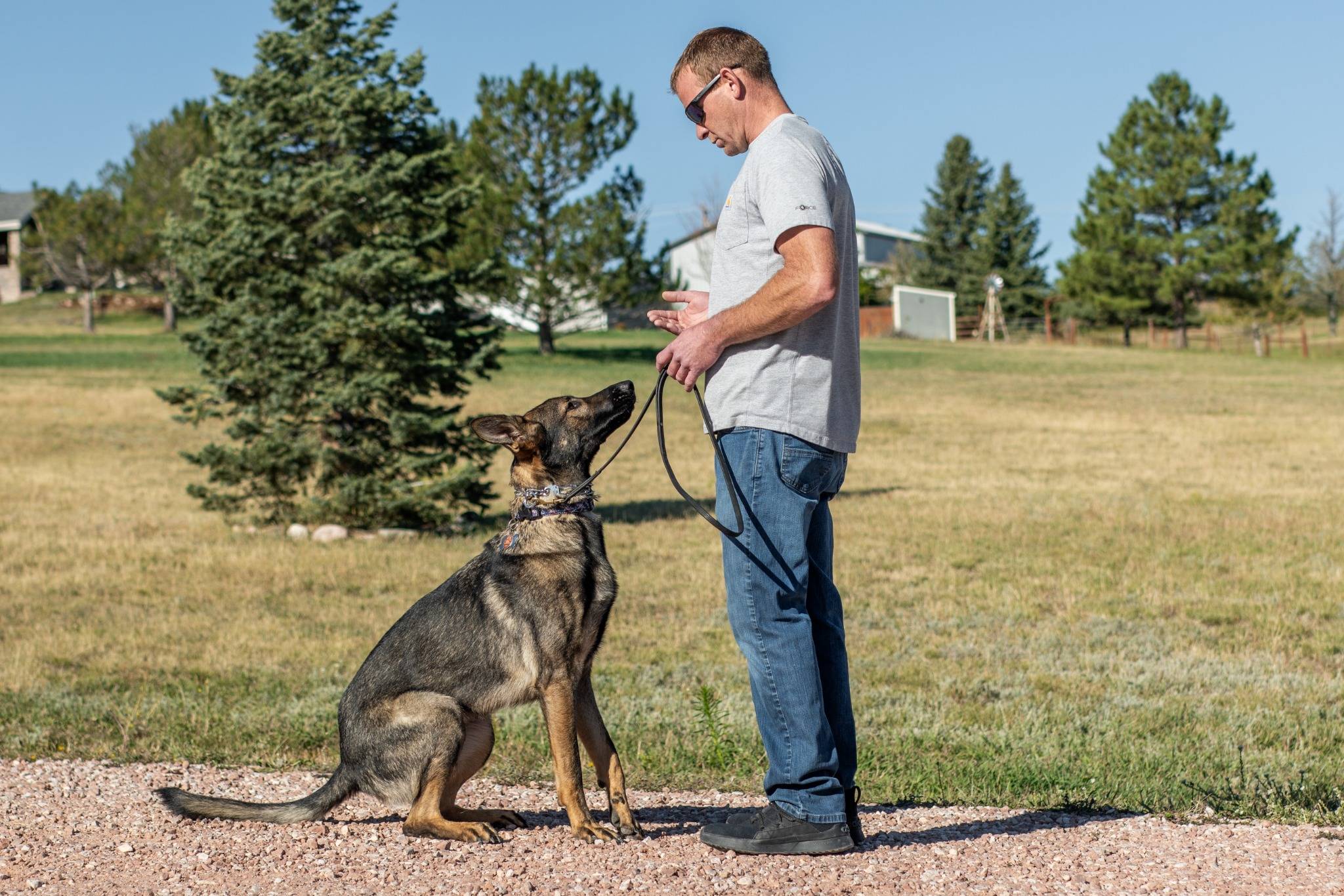 Dog training
